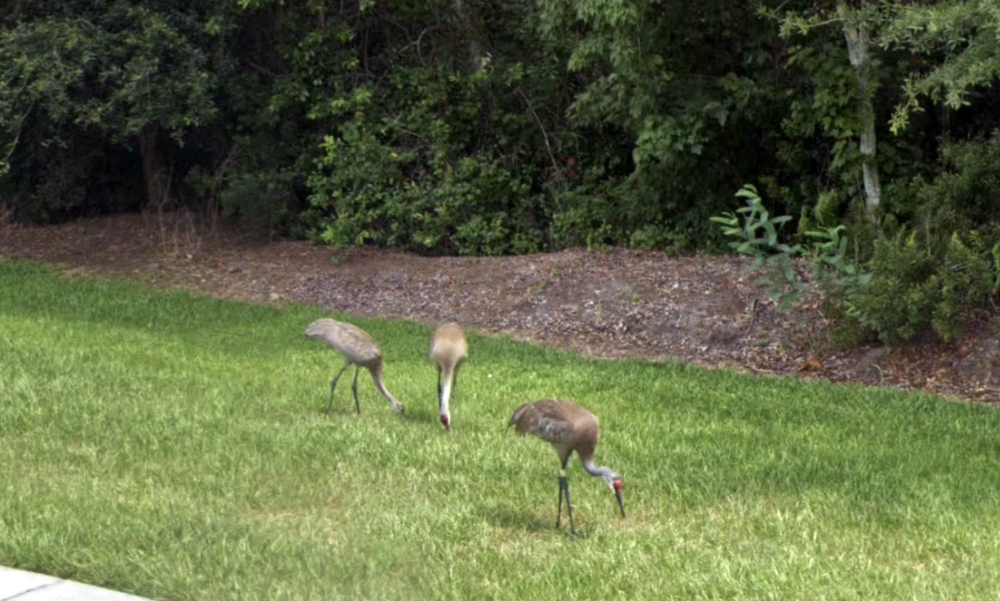 Cranes wandering in deerfield
